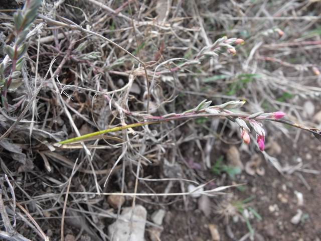 Odontites rigidifolius / Perlina siciliana